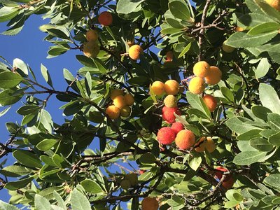 Arbutus unedo - strawberry tree, Andalucia, Spain