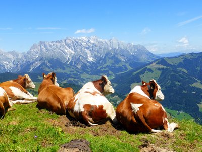Group of cows seen from behind and lying near edge of grass-covered mountain admiring scenic vast mountainous landscape of Austria