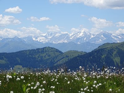 Wildflowers in foreground, grassy green mountains covered in pine trees in midground, and snow-covered mountains in background with cloudy blue sky, Austrian Alps